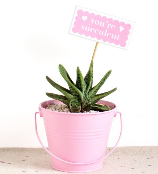 Succulent gift idea from Thousand Oaks storage team