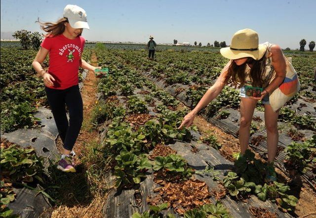 Strawberry picking in Camarillo - Storage unit experts' choice