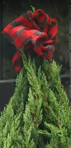 bow on a Christmas tree 